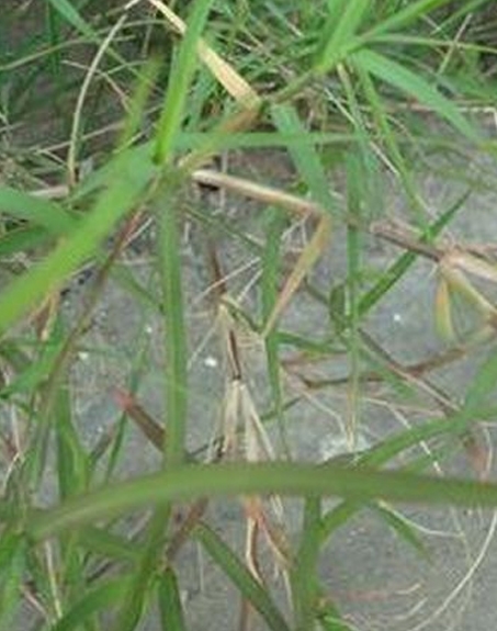 標題：狗牙根
瀏覽次數：2649
發(fā)表時(shí)間：2017-11-02