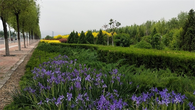 標題：張家口經(jīng)開(kāi)區秋季清水河生態(tài)綠廊建
瀏覽次數：2478
發(fā)表時(shí)間：2020-10-16