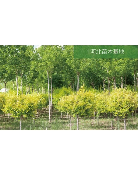 標題：苗木基地
瀏覽次數：2187
發(fā)表時(shí)間：2020-10-17