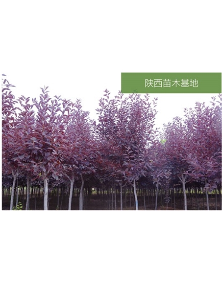 標題：苗木基地
瀏覽次數：2215
發(fā)表時(shí)間：2020-10-17
