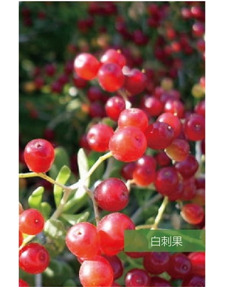 標題：名貴樹(shù)種
瀏覽次數：1544
發(fā)表時(shí)間：2020-10-17