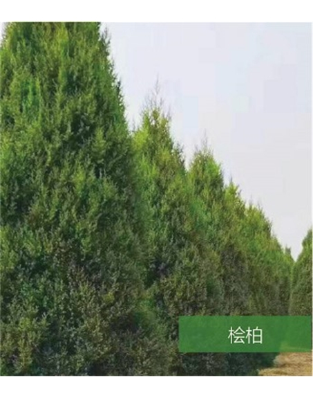標題：名貴樹(shù)種
瀏覽次數：1559
發(fā)表時(shí)間：2020-10-17