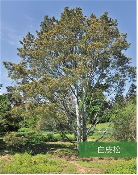 標題：名貴樹(shù)種
瀏覽次數：2138
發(fā)表時(shí)間：2020-10-17