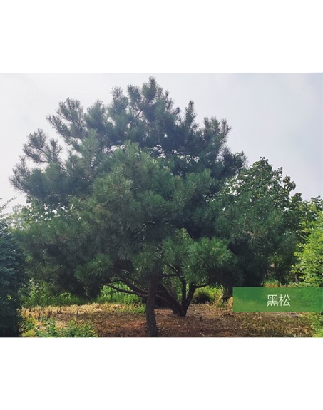 標題：名貴樹(shù)種
瀏覽次數：2157
發(fā)表時(shí)間：2020-10-17