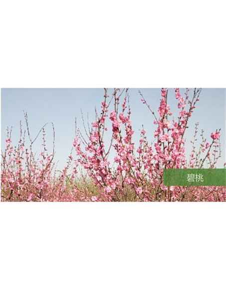 標題：?jiǎn)坦嗄?瀏覽次數：1641
發(fā)表時(shí)間：2020-10-17