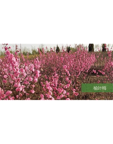 標題：?jiǎn)坦嗄?瀏覽次數：1620
發(fā)表時(shí)間：2020-10-17