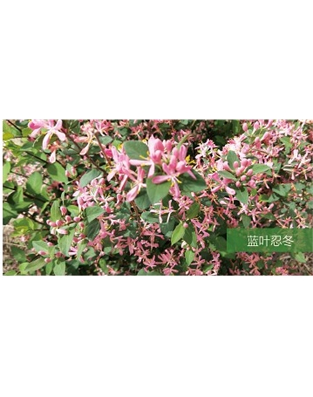 標題：?jiǎn)坦嗄?瀏覽次數：1550
發(fā)表時(shí)間：2020-10-17