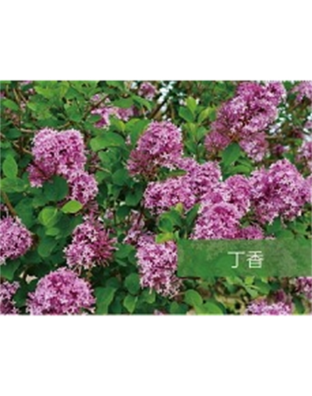 標題：?jiǎn)坦嗄?瀏覽次數：1542
發(fā)表時(shí)間：2020-10-17