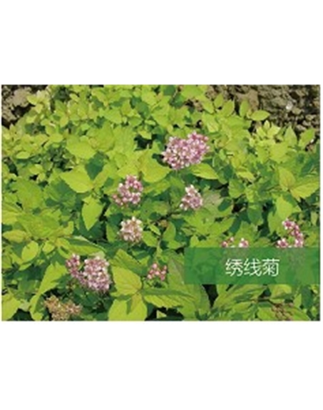 標題：?jiǎn)坦嗄?瀏覽次數：1749
發(fā)表時(shí)間：2020-10-17