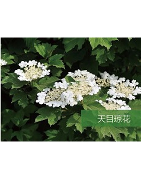 標題：?jiǎn)坦嗄?瀏覽次數：1739
發(fā)表時(shí)間：2020-10-17