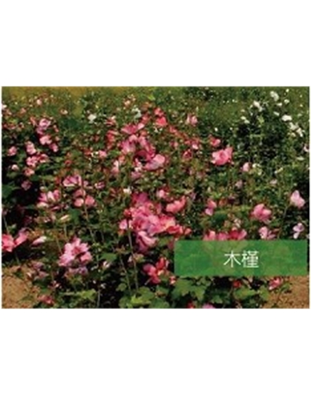 標題：?jiǎn)坦嗄?瀏覽次數：1826
發(fā)表時(shí)間：2020-10-17