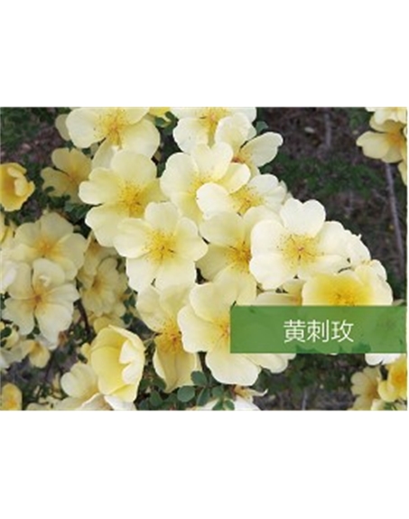 標題：?jiǎn)坦嗄?瀏覽次數：1649
發(fā)表時(shí)間：2020-10-17
