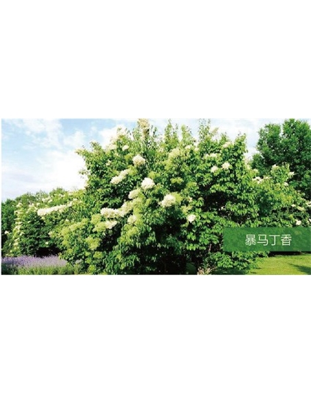 標題：?jiǎn)坦嗄?瀏覽次數：1811
發(fā)表時(shí)間：2020-10-17