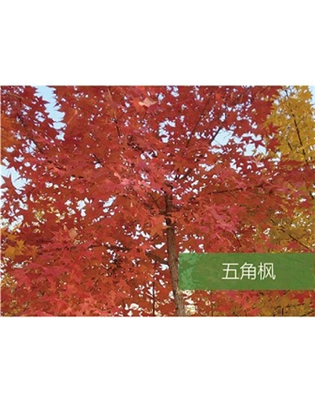 標題：?jiǎn)坦嗄?瀏覽次數：1784
發(fā)表時(shí)間：2020-10-17