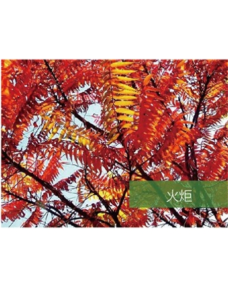 標題：?jiǎn)坦嗄?瀏覽次數：1727
發(fā)表時(shí)間：2020-10-17