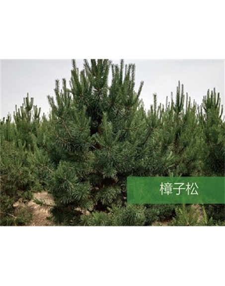 標題：?jiǎn)坦嗄?瀏覽次數：1807
發(fā)表時(shí)間：2020-10-17