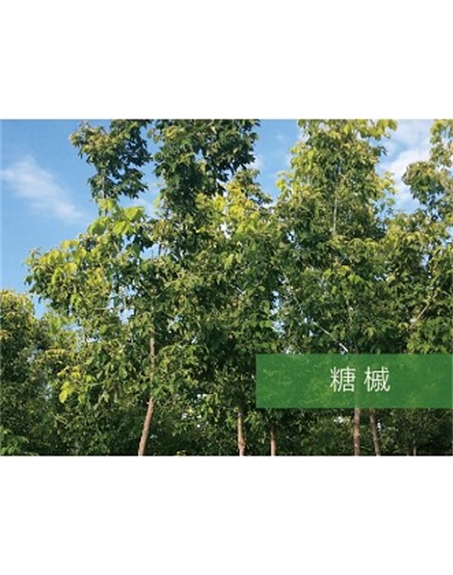標題：?jiǎn)坦嗄?瀏覽次數：2342
發(fā)表時(shí)間：2020-10-17