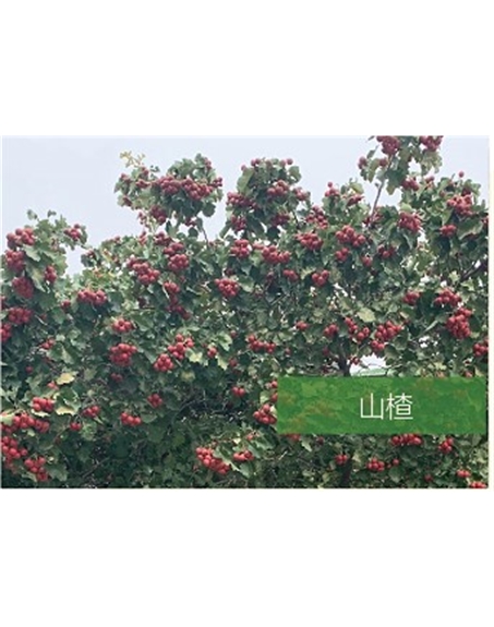 標題：?jiǎn)坦嗄?瀏覽次數：2215
發(fā)表時(shí)間：2020-10-17