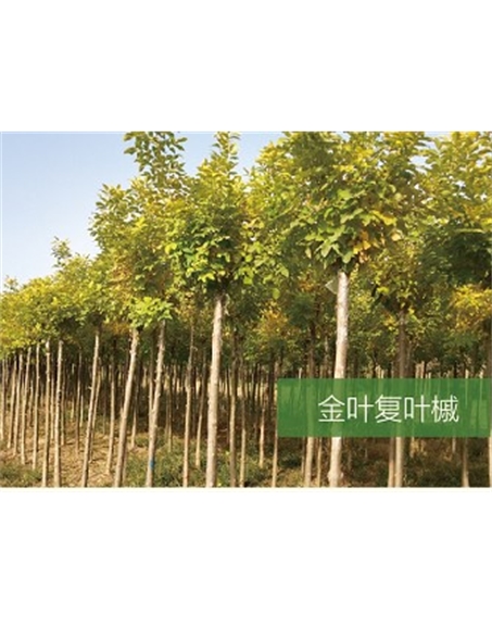 標題：?jiǎn)坦嗄?瀏覽次數：2267
發(fā)表時(shí)間：2020-10-17