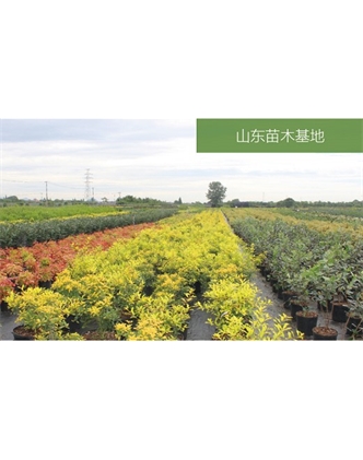 標題：苗木基地
瀏覽次數：2158
發(fā)表時(shí)間：2020-10-17