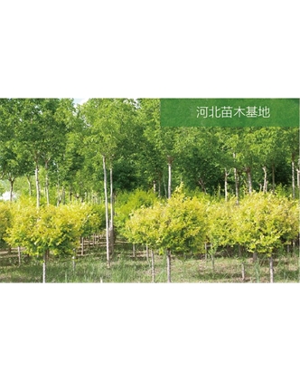 標題：苗木基地
瀏覽次數：2019
發(fā)表時(shí)間：2020-10-17