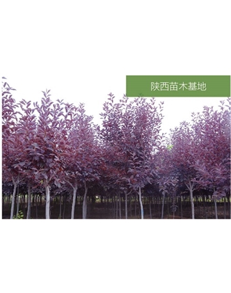 標題：苗木基地
瀏覽次數：2126
發(fā)表時(shí)間：2020-10-17