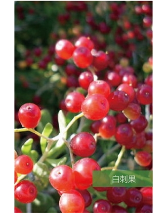 標題：名貴樹(shù)種
瀏覽次數：1536
發(fā)表時(shí)間：2020-10-17
