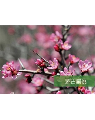 標題：名貴樹(shù)種
瀏覽次數：1495
發(fā)表時(shí)間：2020-10-17