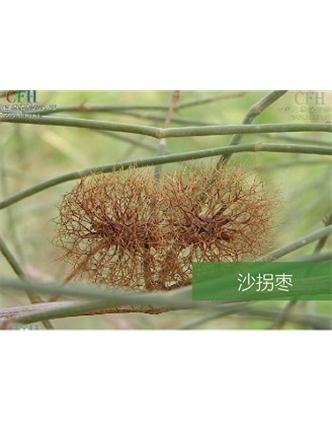 標題：名貴樹(shù)種
瀏覽次數：1645
發(fā)表時(shí)間：2020-10-17