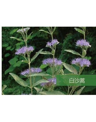 標題：名貴樹(shù)種
瀏覽次數：1555
發(fā)表時(shí)間：2020-10-17