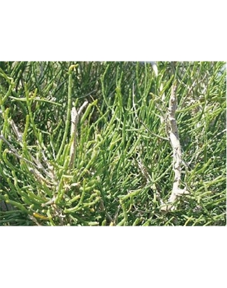 標題：名貴樹(shù)種
瀏覽次數：1664
發(fā)表時(shí)間：2020-10-17