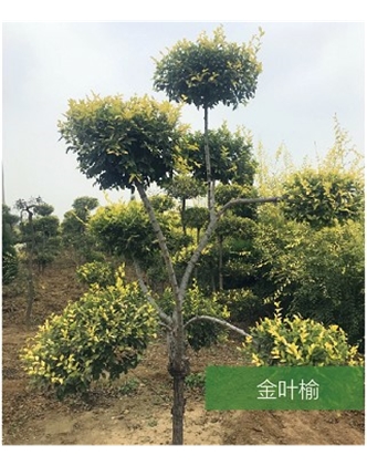 標題：名貴樹(shù)種
瀏覽次數：1534
發(fā)表時(shí)間：2020-10-17