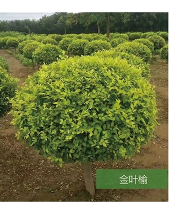 標題：名貴樹(shù)種
瀏覽次數：1542
發(fā)表時(shí)間：2020-10-17