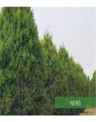 標題：名貴樹(shù)種
瀏覽次數：1555
發(fā)表時(shí)間：2020-10-17