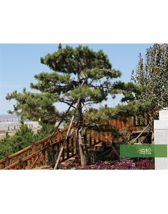 標題：名貴樹(shù)種
瀏覽次數：1497
發(fā)表時(shí)間：2020-10-17