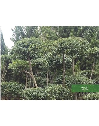 標題：名貴樹(shù)種
瀏覽次數：1511
發(fā)表時(shí)間：2020-10-17