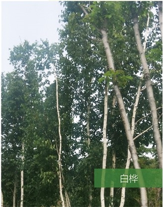 標題：名貴樹(shù)種
瀏覽次數：1610
發(fā)表時(shí)間：2020-10-17