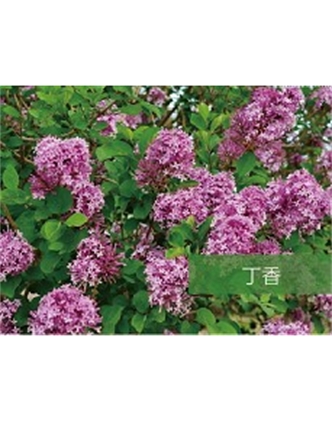 標題：?jiǎn)坦嗄?瀏覽次數：1623
發(fā)表時(shí)間：2020-10-17