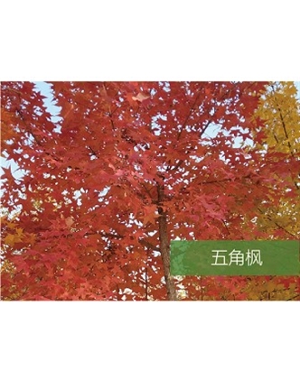標題：?jiǎn)坦嗄?瀏覽次數：1698
發(fā)表時(shí)間：2020-10-17
